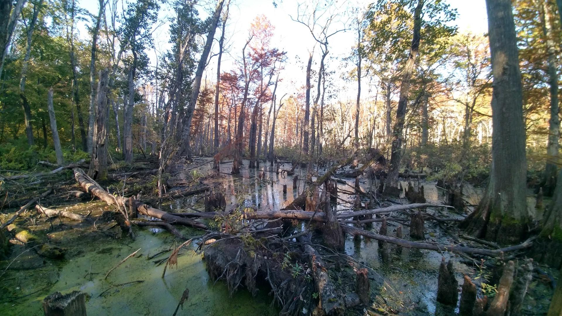 sem/geoscience-swamp